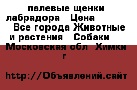 палевые щенки лабрадора › Цена ­ 30 000 - Все города Животные и растения » Собаки   . Московская обл.,Химки г.